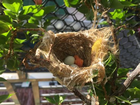 綠繡眼 築巢|野鳥庭前築巢 預示居家風水好兆頭 